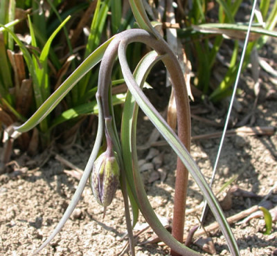 Schachbrettblume_S2_24332_0079.jpg