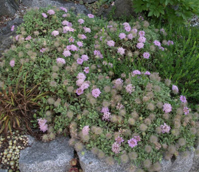 Pterocephaus perennis 05.07.15.JPG