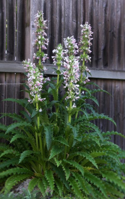 Morina longifolia 05.07.15.JPG
