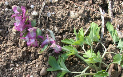 Hohler_Lerchensporn_N_24328_0079.jpg