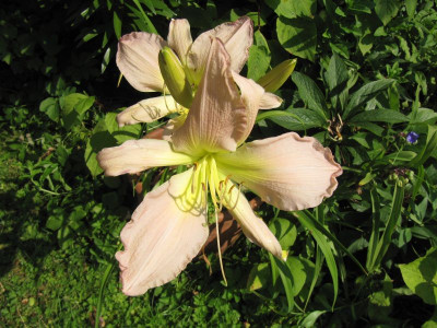 'Vanessa Ardens' 150705.jpg