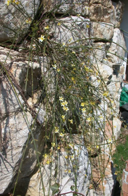 Winter-Jasmin_T_24343_0079.jpg