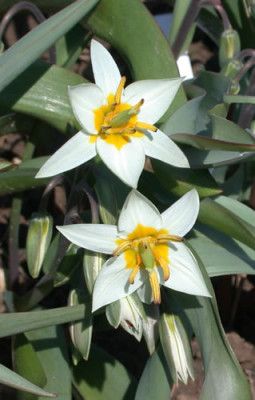 Wildtulpe_tarda_4347_0079.jpg