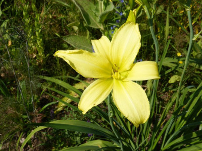 2015-07-05 Hemerocallis 'Vespers'.jpg