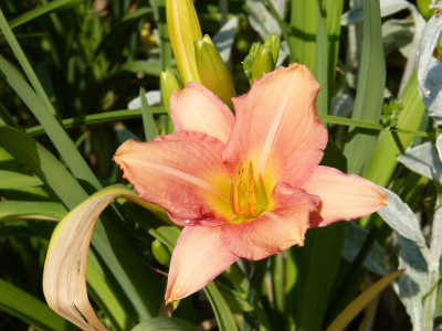 2015-07-05 Hemerocallis 'Love that Pink'.jpg