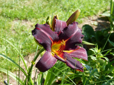 2015-07-05 Hemerocallis 'Chicago Blackout'.jpg