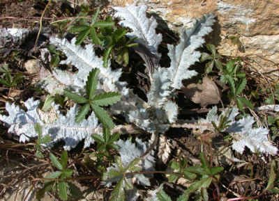 Eselsdistel__Kriechendes_Fingerkraut_24341_0079.jpg