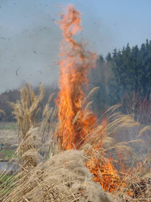 miscanthus_feuer.jpg