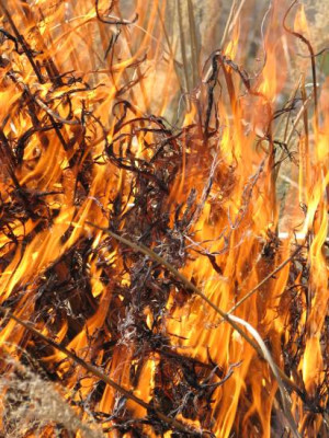 feuerzoom.jpg