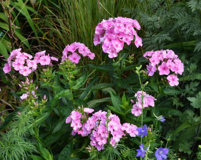 Phlox-SweetSummerCandy.15-1.jpg