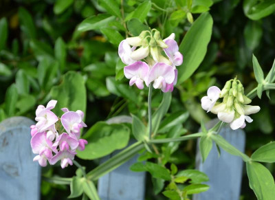 Lathyrus_latifolius.15-1.jpg