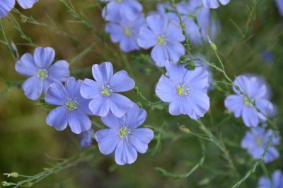 Linum_perenne.15-2.jpg