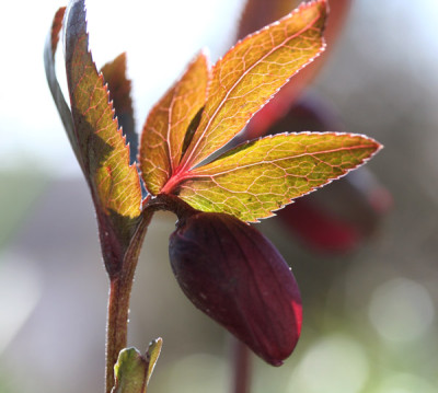 Helleborusknospe-2.jpg
