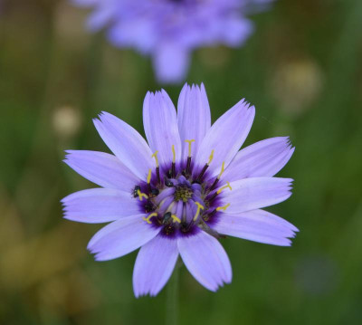 Catananche_caerulea.15-1.jpg