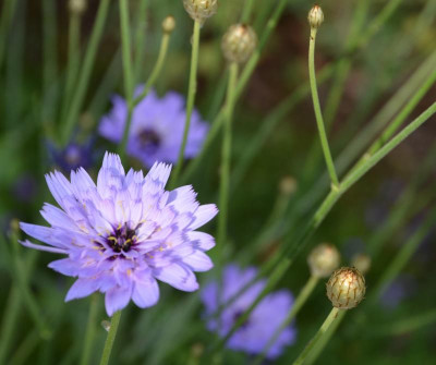 Catananche_caerulea.15-2.jpg