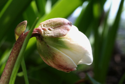 Helleborusknospe.jpg