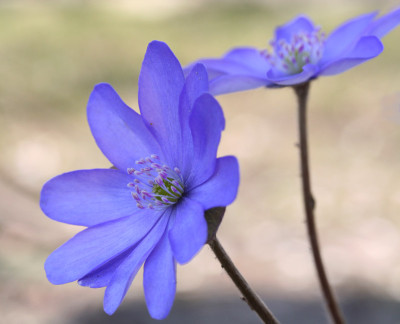 Nochmals-Hepatica.jpg