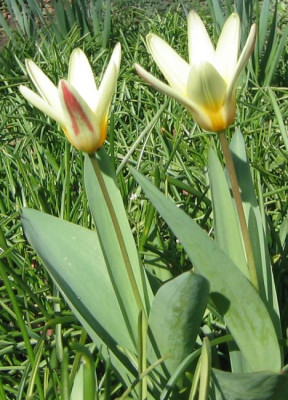 Tulipa_unknown_20060404.jpg