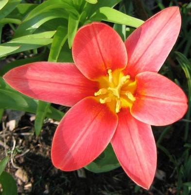 Tulipa_unknown_20060404_02.jpg