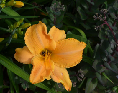 RuffledApricot-15-1.jpg