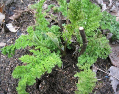 Artemisia_genipi_20060405.jpg
