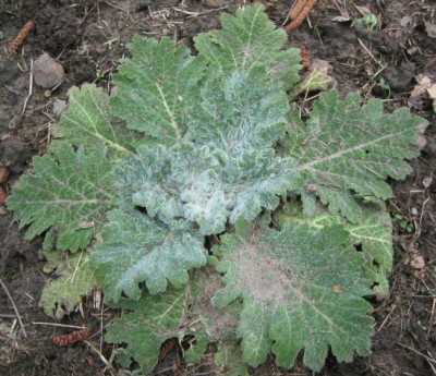 Salvia_Aethiopis_20060405.jpg