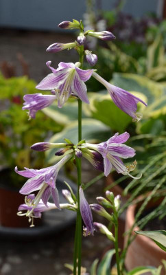 Hosta-LakesideZinger.15-1.jpg