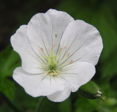 maculatum_album.jpg