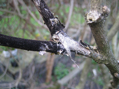 3860_ast_schw.jpg