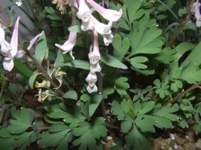 Corydalis_glaucescens.jpg