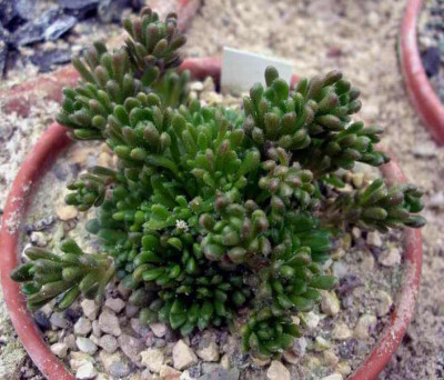 Rosularia_spec._2006-04-09.JPG