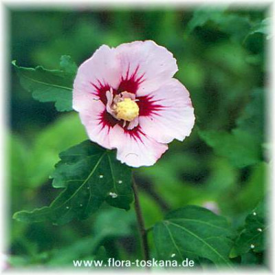 hibiscus_syriacus_hamabo_g.jpg