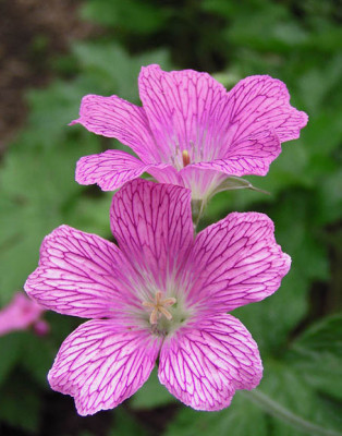 koenigshof.jpg