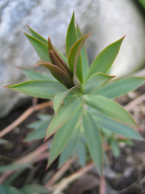 3873_euphorbibia_rigida.jpg