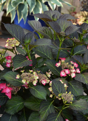 Hydrangea-DarkAngel.15-1.jpg