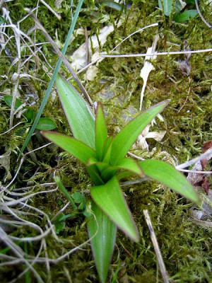 3875_Fritillaria_camtschatc.jpg