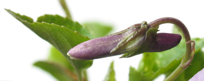 Viola_seitlich_f.jpg