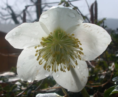 DSCN3907_weisse_Helleborus_im_Gegenlicht_mit_Tropfen.jpg