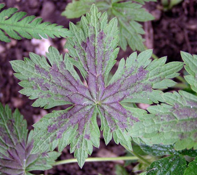 welches_geranium_fragezeichen.jpg