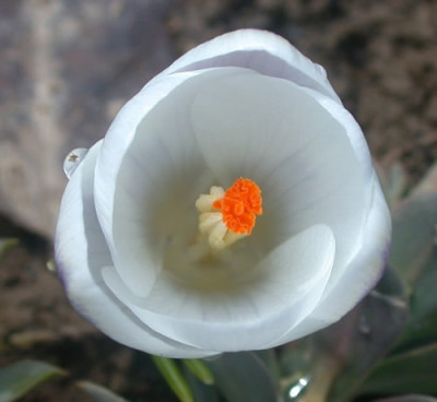 DSCN3937Krokus_von_innen_mit_Tropfchen_links.jpg