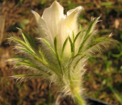 Pulsatilla_Vulgaris8.04.06_006.jpg
