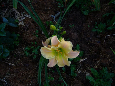 texas beautiful bouquet.JPG