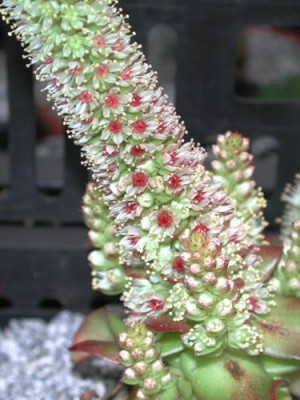 Orostachys_paradoxa_30.09.2005.jpg