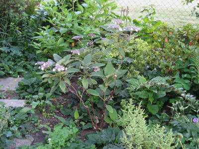 Hydrangea longipes.jpg