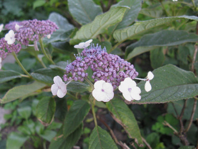 Hydrangea longipes Blüte (Kopie).jpg