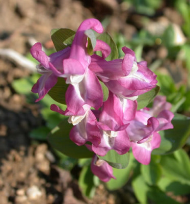 DSCN4356Lerchensporn.jpg