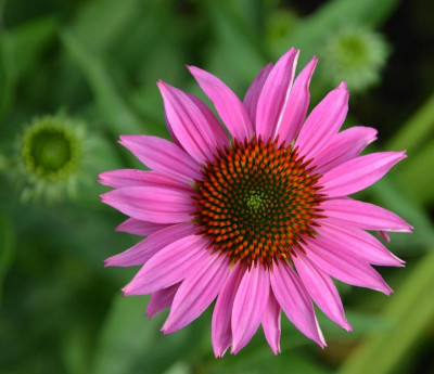 Echinacea-Sämling8.15-1.jpg