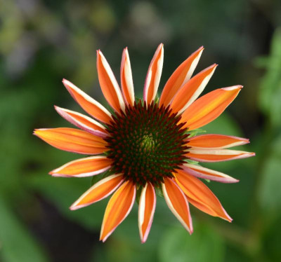 Echinacea-Sämling7.15-1.jpg