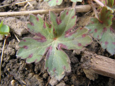 unbek_blatt.jpg