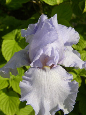 Iris_clear_morning_sky.jpg